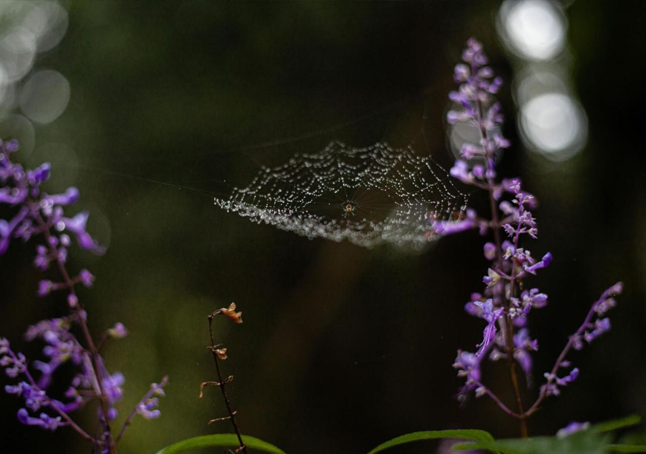 Away With The Fairies Nature Lodge And Backpackers Hogsback Buitenkant foto